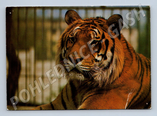 Pohlednice Tygr indický ZOO Ústí nad Labem (M14338)