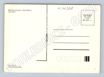 Pohlednice Tygr indický ZOO Ústí nad Labem (M14338)