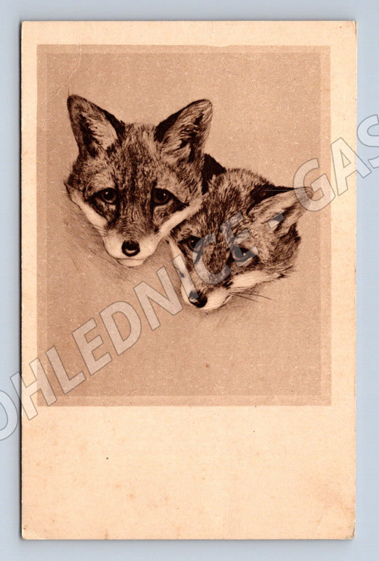 Pohlednice liščata kresba (M14339)