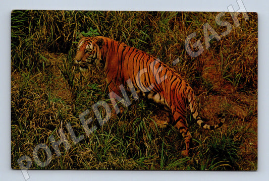 Pohlednice indický tygr Indie (M14340)