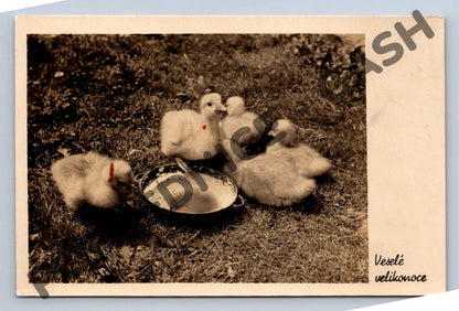 Pohlednice Velikonoční housátka ČSR 1951 (M1451)