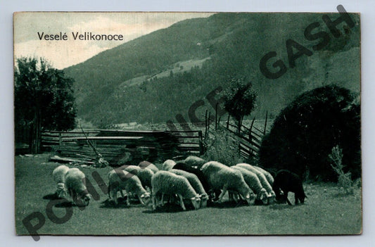 Pohlednice Velikonoční ovce na pastvě Rakousko Uhersko 1914 (M1474)
