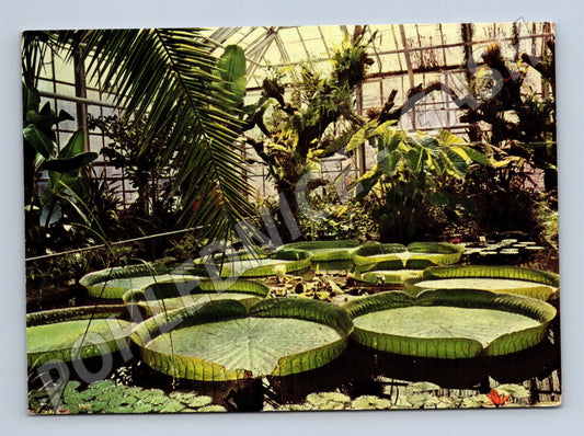 Pohlednice Viktorie královská Botanická zahrada Liberec (M15034)