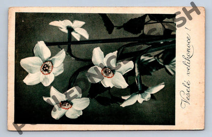Pohlednice Velikonoční květy narcisů Československo 1955 (M1534)