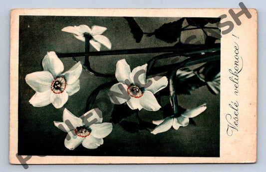 Pohlednice Velikonoční květy narcisů Československo 1955 (M1534)