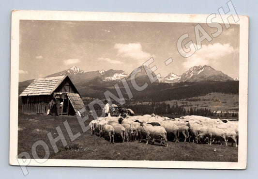 Vysoké Tatry – Pod Štrbským štítem, salaš a ovce (M15848)