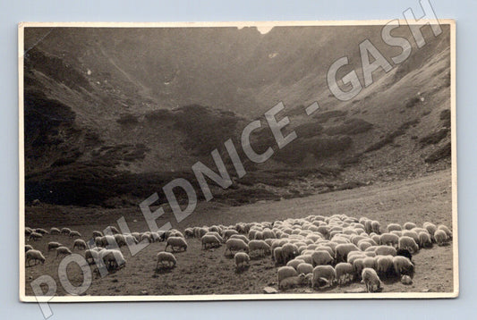 Pohlednice Vysoké Tatry Pod Jahňačím štítem ovce 1917 (M15853)