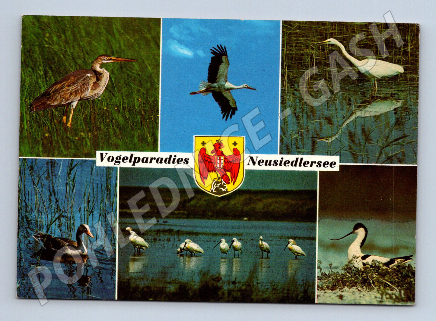 Pohlednice Vogelparadies Neusiedlersee ptáci Rakousko (M16055)