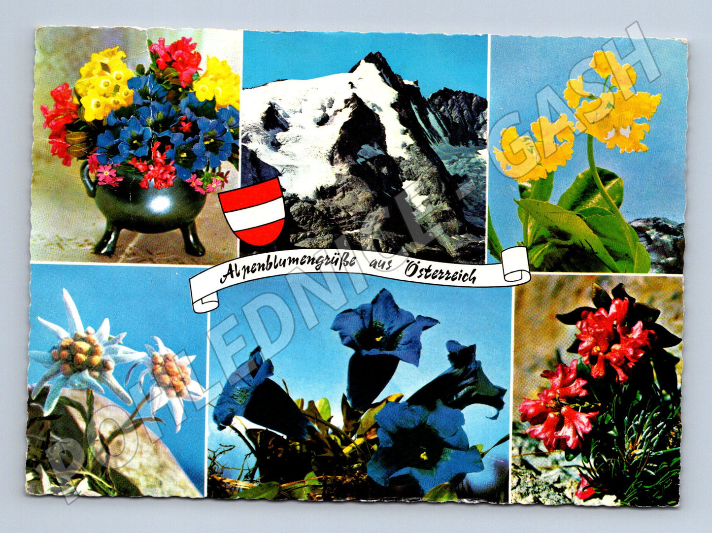 Pohlednice Alpenblumengrüsse aus Österreich koláž květin 1968 (M16080)