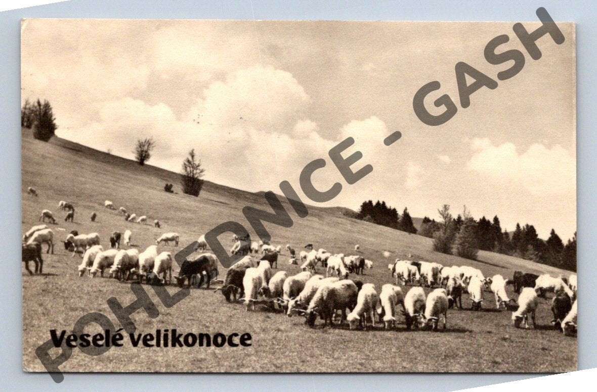 Pohlednice Stádo ovcí Ladislav Sitenský 1964 (M1612)