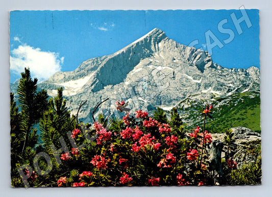Pohlednice Alpspitze alpské květiny Německo zaslaná razítko (M16379)