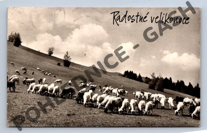Pohlednice ovce na louce Ladislav Sitenský 1963 (M1638)