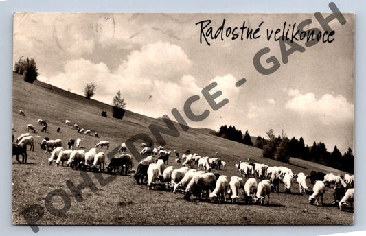 Pohlednice ovce na louce Ladislav Sitenský 1963 (M1638)