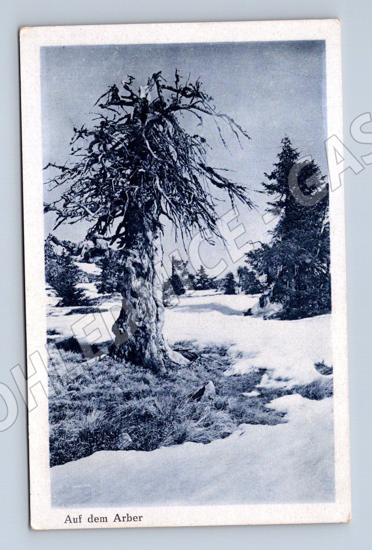 Pohlednice Arber strom na hoře Německo (M16540)