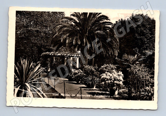 Pohlednice Insel Mainau Bodensee Palmenhain (M16604)