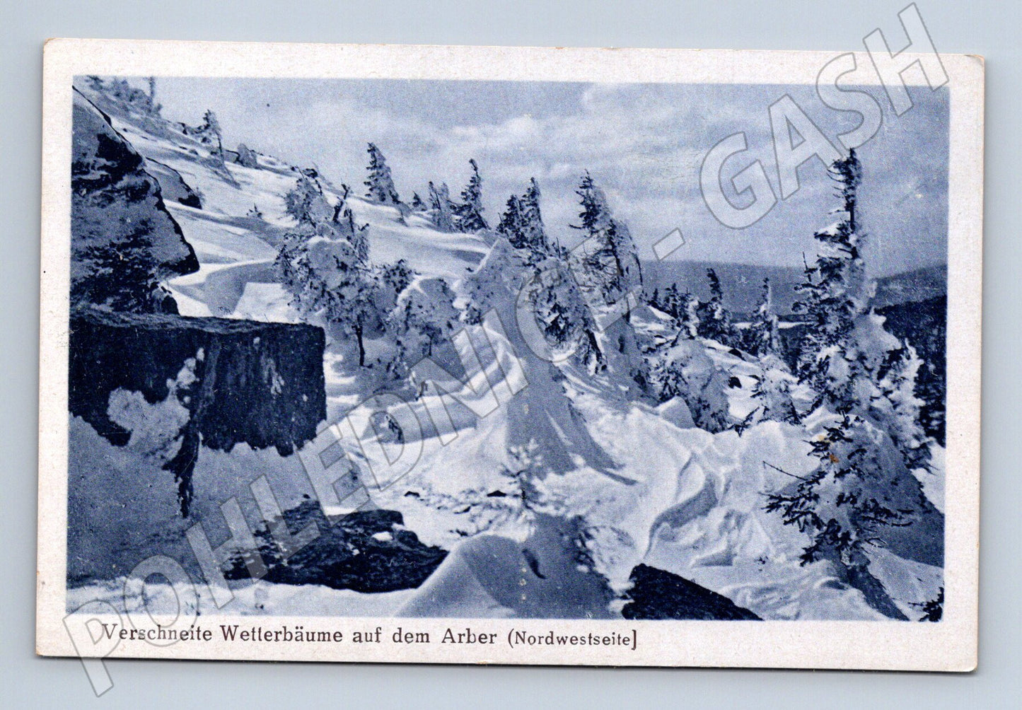 Pohlednice Arber zasněžené stromy čb (M16623)