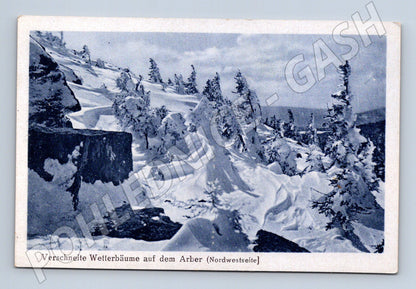 Pohlednice Arber zasněžené stromy čb (M16623)