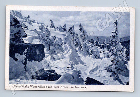 Pohlednice Arber zasněžené stromy čb (M16623)