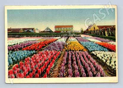 Pohlednice Holandské květinové pole Dutch Flower (M16643)