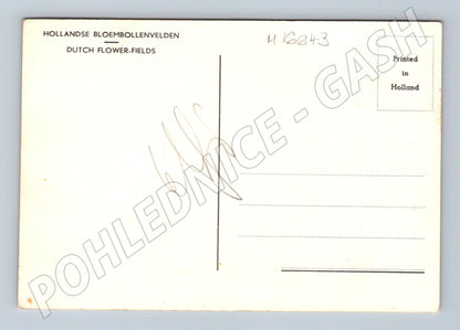 Pohlednice Holandské květinové pole Dutch Flower (M16643)
