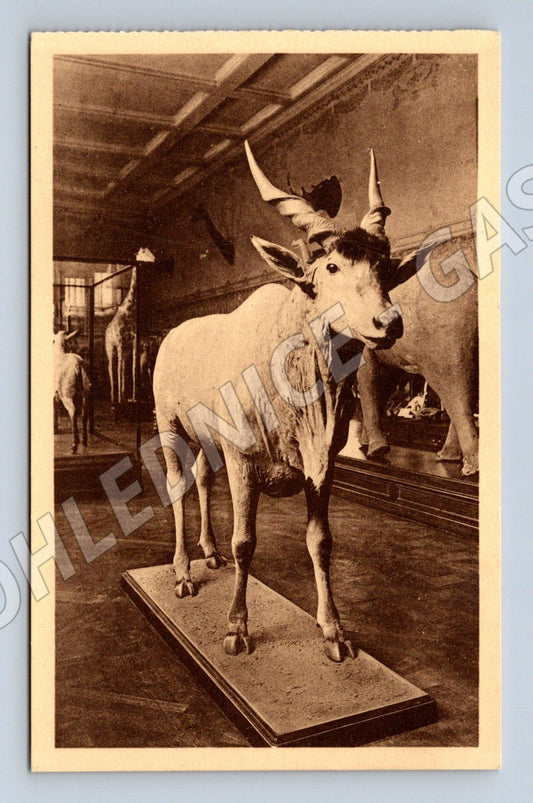 Pohlednice Tervuren Musée du Congo Belge Eland (M16676)