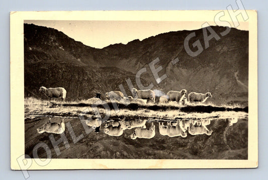 Pohlednice Tatry Dolina Pěti Stawów ovce ČB (M16720)