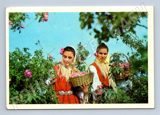 Pohlednice Sběr růží etnografie (M17230)