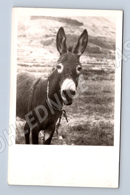 Pohlednice Novi Vinodol osel 1937 černobílá (M17585)
