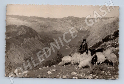 Pohlednice Jugoslávie 1937 pastevec ovce u jezera (M17586)