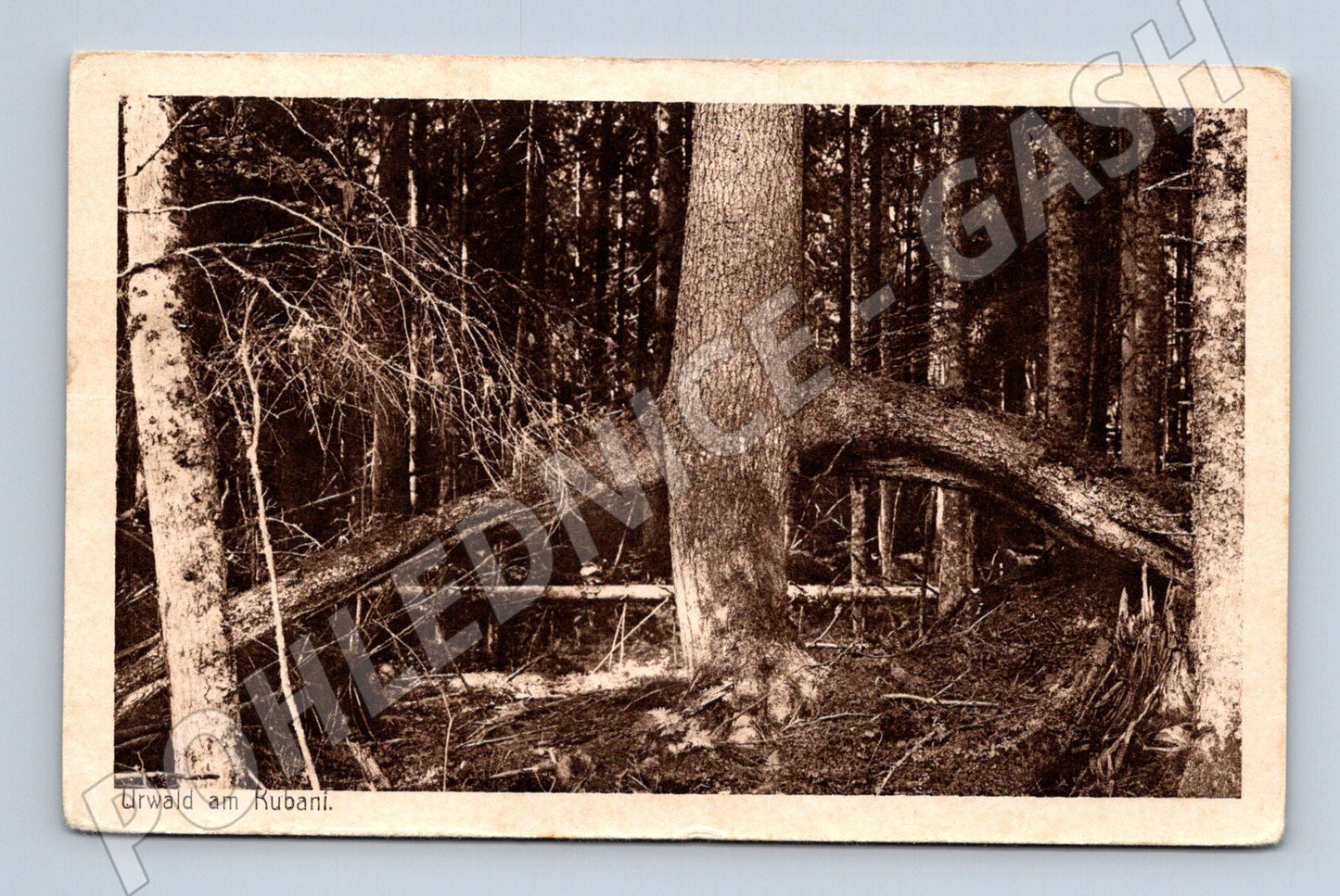 Pohlednice Urwald am Kubani starý les okolo 1914 (M17848)