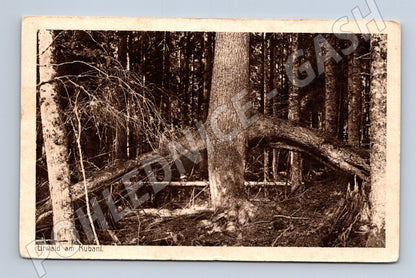 Pohlednice Urwald am Kubani starý les okolo 1914 (M17848)