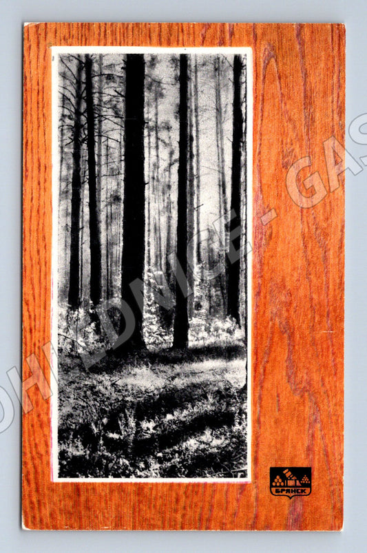 Pohlednice SSSR 1974 Bryanský les foto Romanov (M17911)