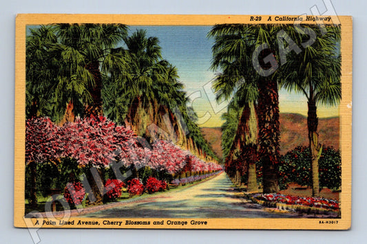 Pohlednice Kalifornie palma citrusový sad USA (M18025)