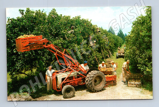 Pohlednice Florida sklizeň citrusů USA (M18038)