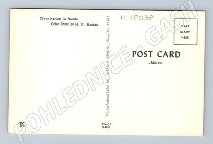 Pohlednice Florida sklizeň citrusů USA (M18038)