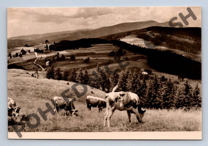 Pohlednice Beskydy Grúň krávy ČB (M1808)