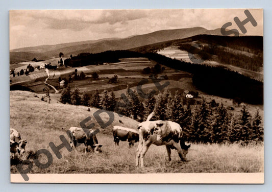 Pohlednice Beskydy Grúň krávy ČB (M1808)