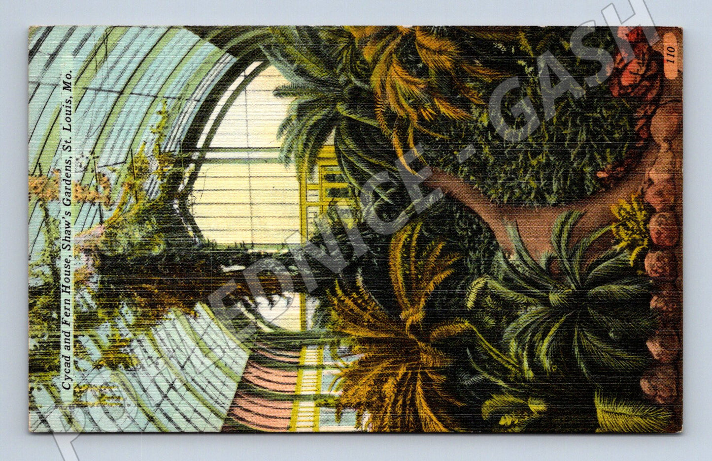 Pohlednice St Louis Shaw Gardens Cycad House (M18086)