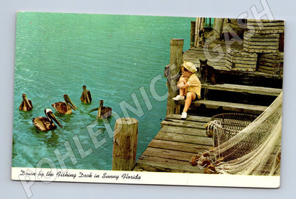 Pohlednice Florida 1975 dítě pes pelikáni (M18096)