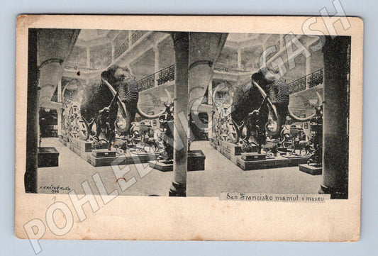 Pohlednice Národní muzeum Praha mamut (M18101)