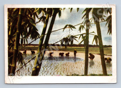 Pohlednice Vietnam rýžové pole a vesnický život (M18197)