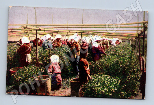 Pohlednice Japonsko sběr čaje v Uji 1909 (M18252)