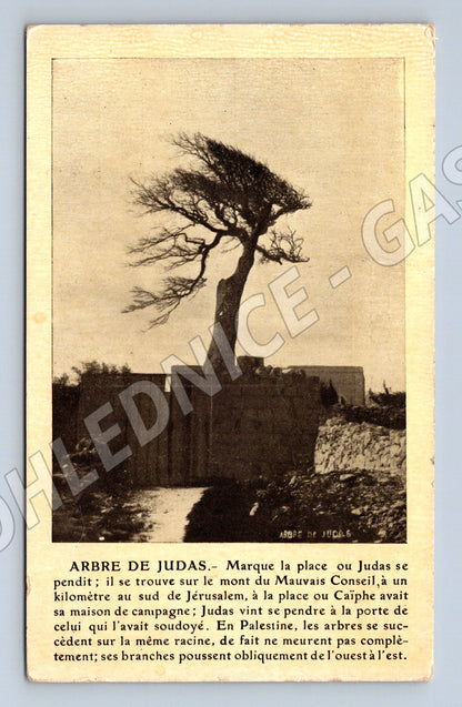Pohlednice Izrael Palestina Jidášův strom Jeruzalém (M18255)