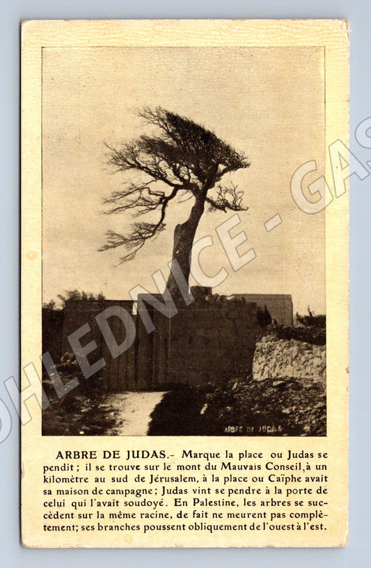 Pohlednice Izrael Palestina Jidášův strom Jeruzalém (M18255)