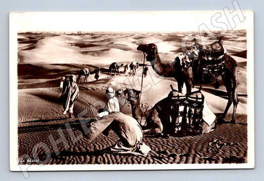 Pohlednice Afrika poušť karavana velbloudů (M18290)