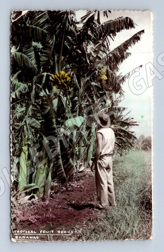 Pohlednice Afrika Tropical Fruit banány 1957 (M18307)