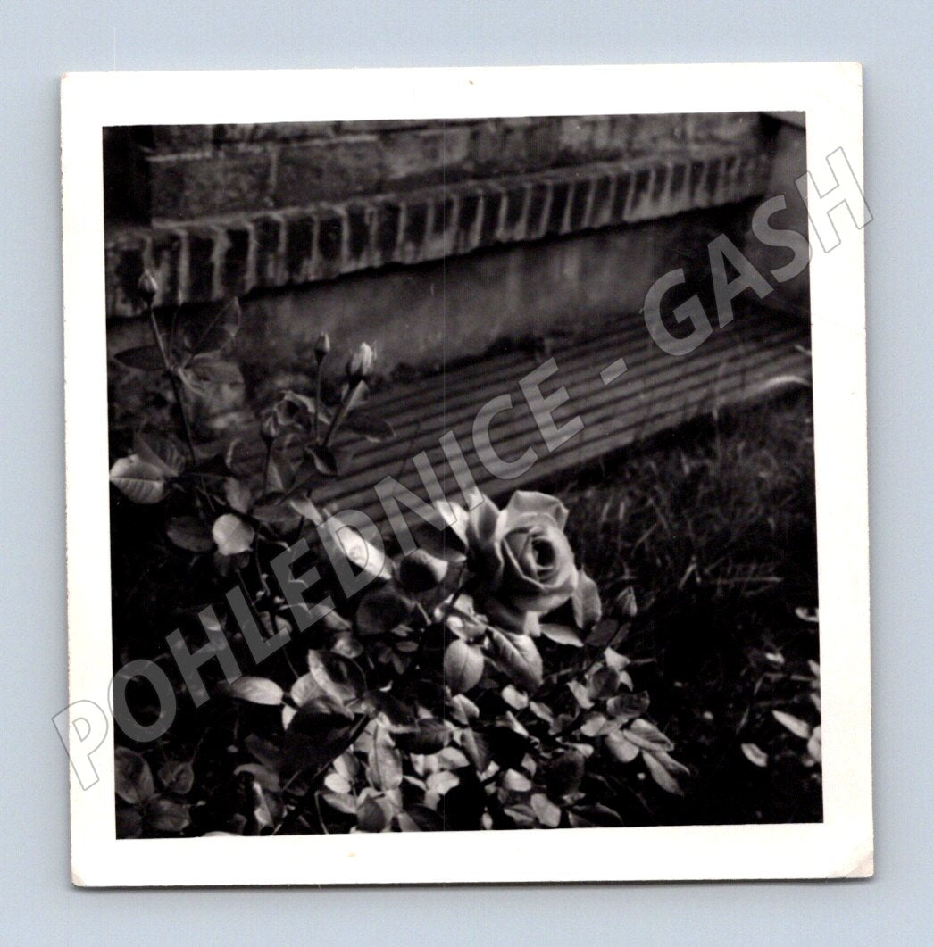 Pohlednice černobílá růže před lavicí (M19100)