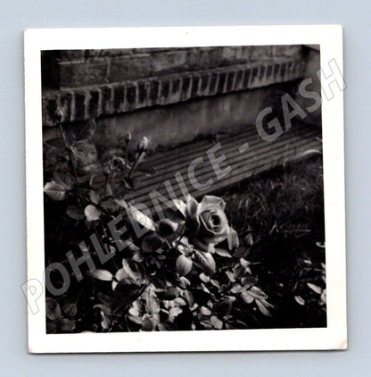 Pohlednice černobílá růže před lavicí (M19100)