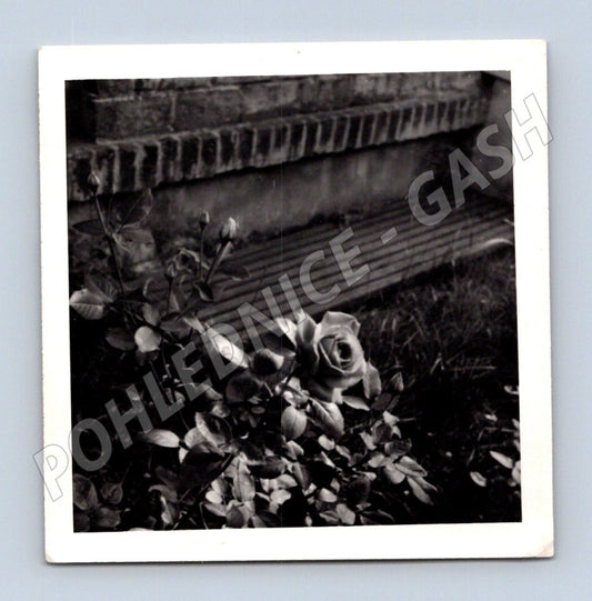 Pohlednice černobílá růže před lavicí (M19100)