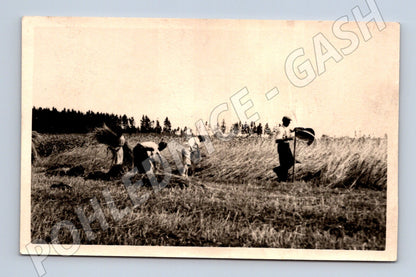 Pohlednice sklizeň obilí venkov etnografie (M19169)